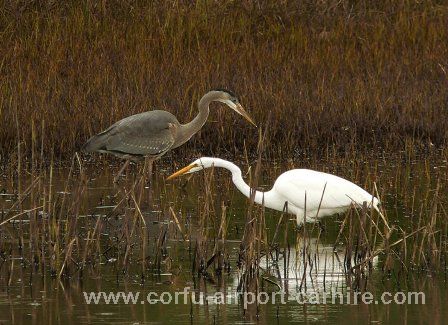 poulia1 birds in antiniotis lagoon